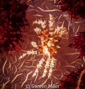 Coral candy spider by Steven Miller 